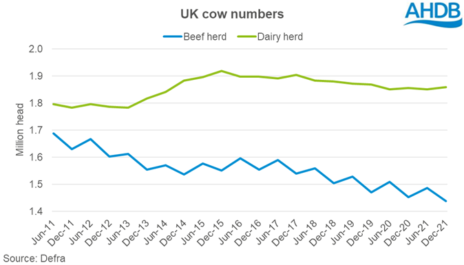 Chart showing trends in UK cow numbers 2011-2021